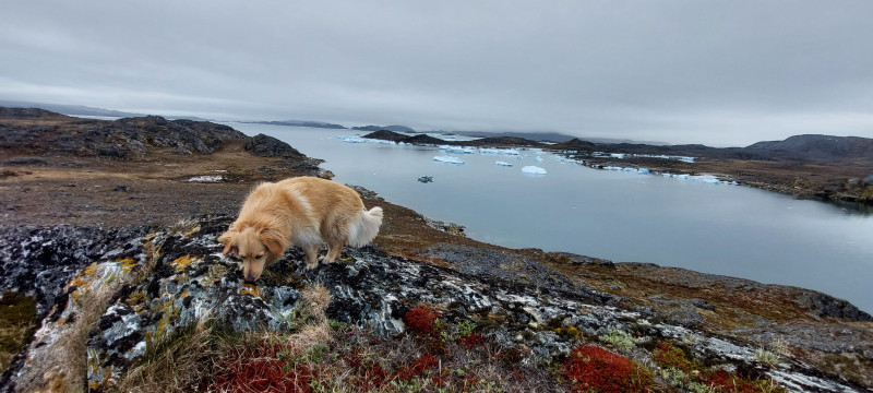 2023-06-23-0641_Baad_Maru-Baad_T-Rex-Gode_1-Hund_Emily