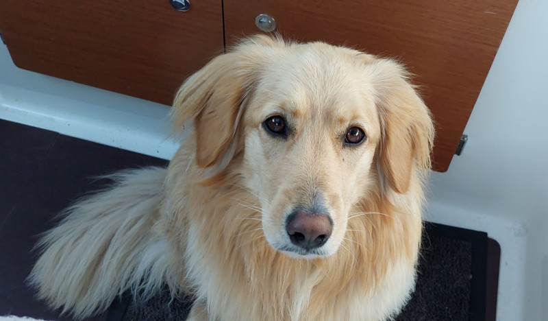 2023-06-24-2114_Gode_1-Hund_Emily