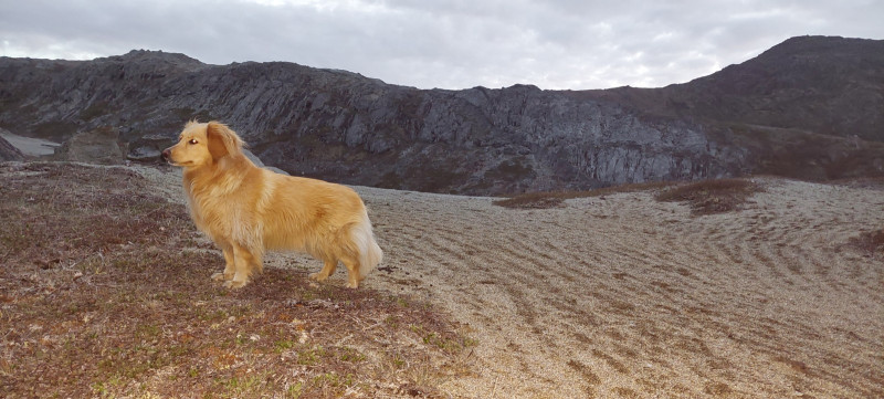 2023-06-24-2343_Bedste_2-Gode_1-Hund_Emily