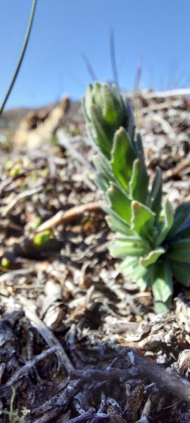 2023-06-25-1031_Gode_1-Vegetation