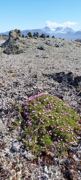 2023-06-25-1037_Gode_1-Vegetation