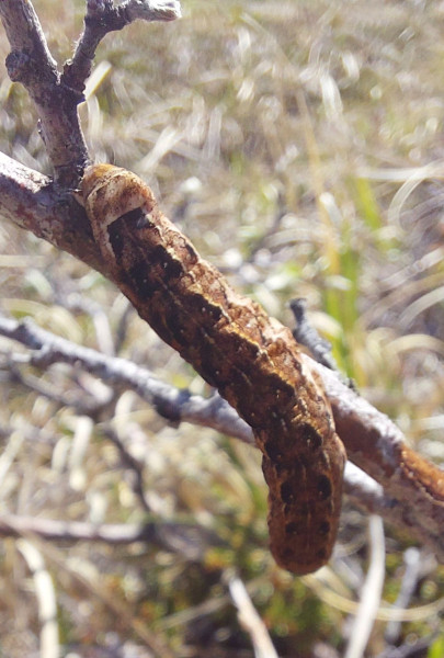 2023-06-25-1403_Dyr_Larve-Gode_1