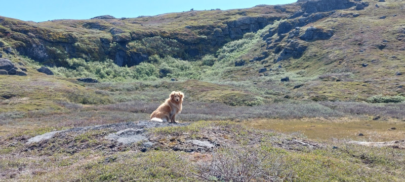 2023-06-25-1415_Bedste_2-Gode_1-Hund_Emily