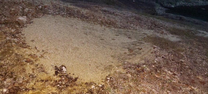 2023-06-26-0003_Gode_1-Vegetation