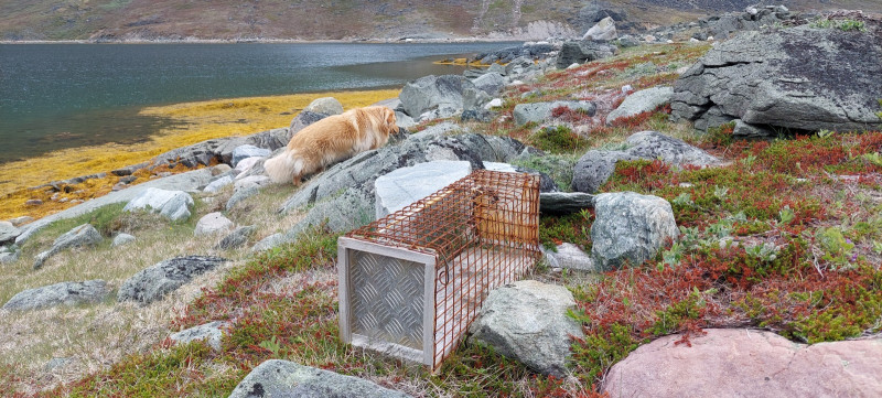 2023-06-26-1708_Genstand_Raevefaelde-Gode_1-Hund_Emily