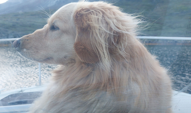 Emily blev angrebet af myg