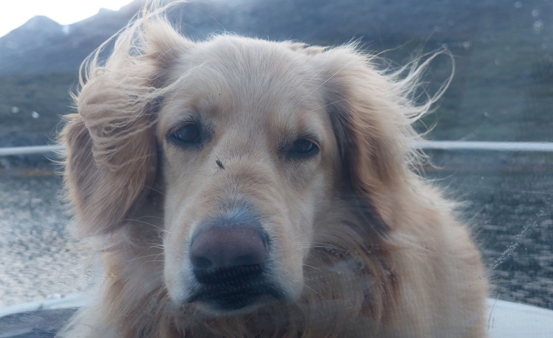 Emily blev angrebet af myg