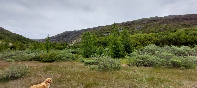 2023-06-27-1246_Gode_1-Hund_Emily-Hund_Emily_Skov