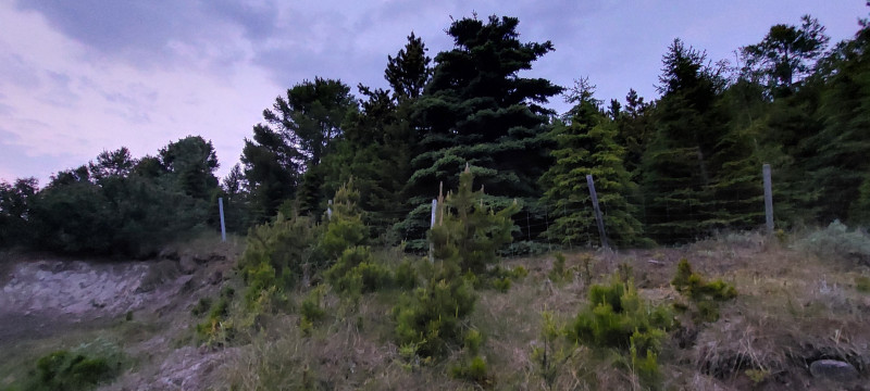 2023-06-27-2339_Gode_1-Hund_Emily_Skov