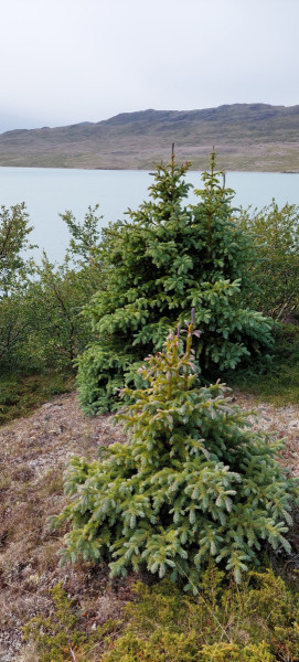 2023-06-28-1157_Gode_1-Hund_Emily_Skov