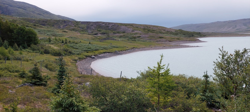 2023-06-28-1157_Gode_1-Hund_Emily_Skov_2