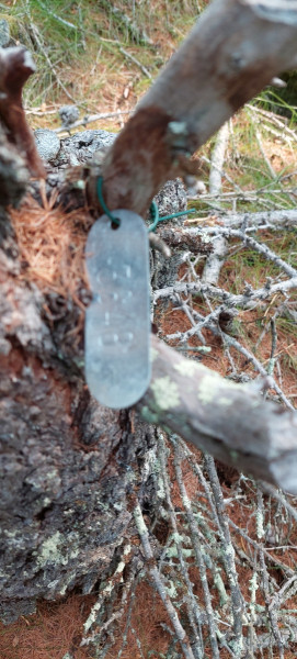 2023-06-28-1202_Gode_1-Hund_Emily_Skov