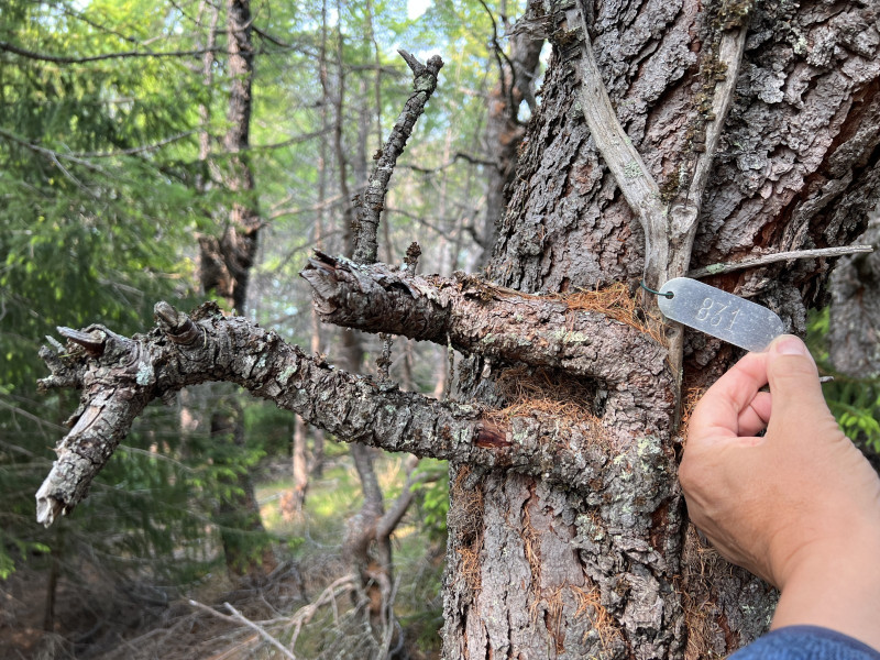 2023-06-28-1202_Gode_1-Natur_Skov