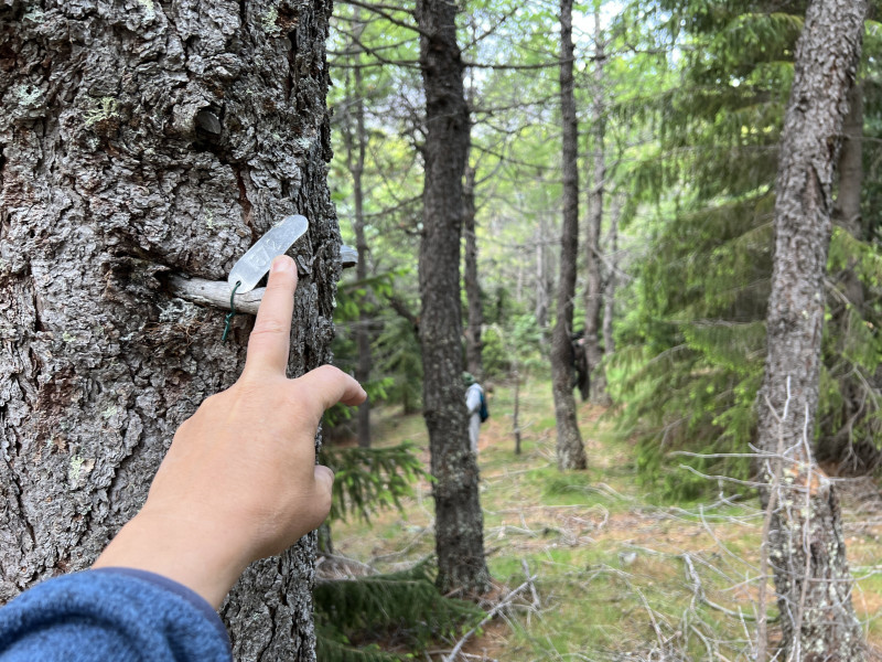 2023-06-28-1205_Gode_1-Natur_Skov