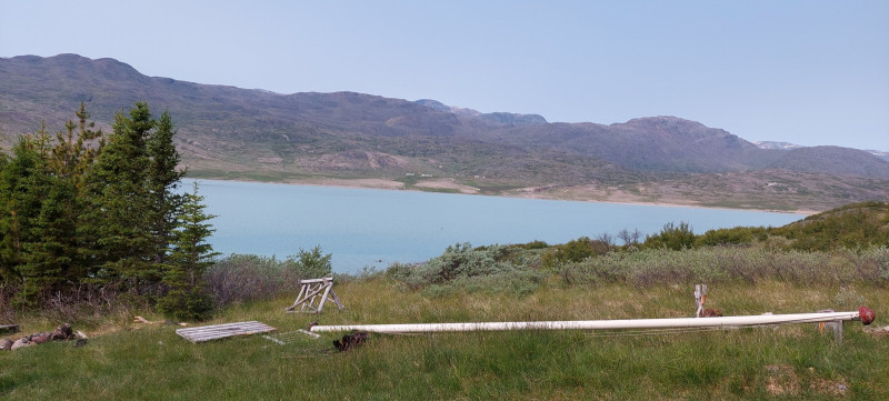 2023-06-28-1209_Gode_1-Hund_Emily_Skov