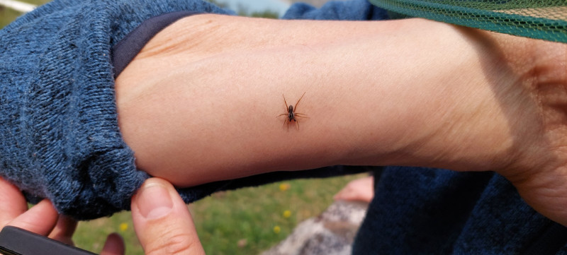 2023-06-28-1217_Dyr_Edderkop-Gode_1-People_Peter-Thrane