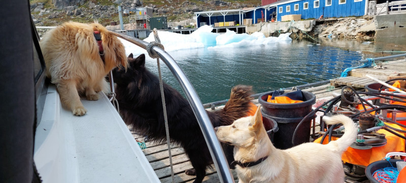 2023-06-29-1332_Bedste_2-Gode_1-Hund_Emily