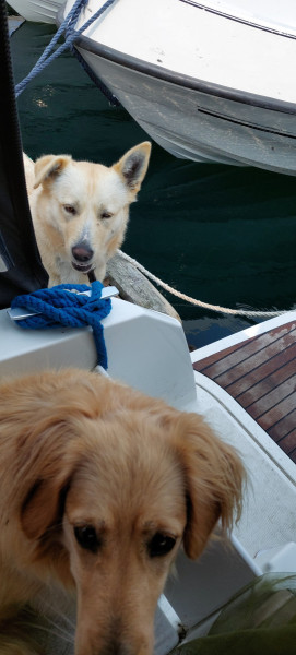 2023-06-29-1350_Gode_1-Hund_Emily