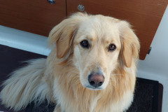 2023-06-24-2114_Gode_1-Hund_Emily