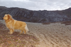2023-06-24-2343_Bedste_2-Gode_1-Hund_Emily