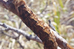 2023-06-25-1403_Dyr_Larve-Gode_1