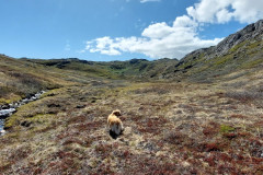 2023-06-25-1404_Gode_1-Hund_Emily
