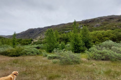 2023-06-27-1246_Gode_1-Hund_Emily-Hund_Emily_Skov