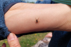 2023-06-28-1217_Dyr_Edderkop-Gode_1-People_Peter-Thrane