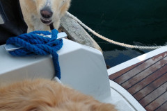2023-06-29-1350_Gode_1-Hund_Emily