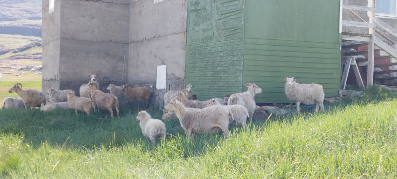 Vi gik via Kongevejen over til Igaliko