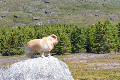 2023-07-01-1251_Gode_1-Hund_Emily-People_Soeren-Labansen