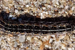 2023-07-01-1308_Dyr_Larve-Gode_1