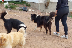 2023-07-03-1610_Gode_1-Hund_Emily