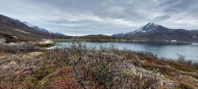 2023-06-09-1856_Gode_1-Vegetation