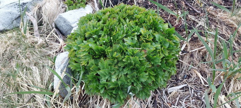 2023-06-09-2129_Gode_1-Vegetation-Vegetation_Kvan