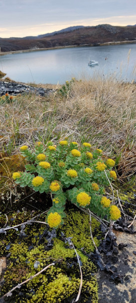 2023-06-10-0817_Baad_Maru-Gode_1-Vegetation
