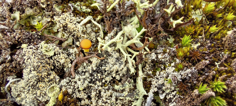 2023-06-10-1533_Gode_1-Vegetation-Vegetation_Svamp