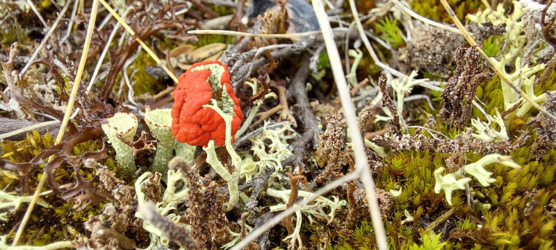 2023-06-10-1533_Gode_1-Vegetation