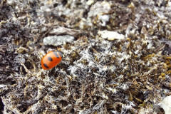 2023-06-10-1534_Dyr_Mariehoene-Gode_1-Vegetation