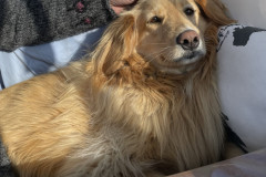 2023-06-16-1929_Gode_1-Hund_Emily