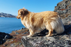 2023-06-17-0745_Gode_1-Gode_2-Hund_Emily