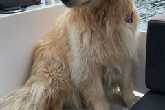 2023-07-30-1215_Gode_1-Hund_Emily