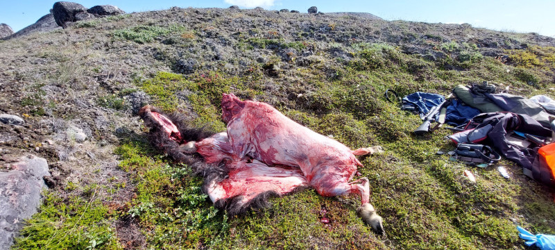 1_2023-08-06-1543_Dyr_Moskus-Gode_1