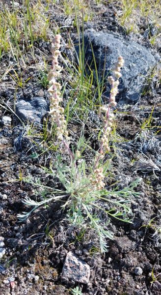 2023-08-06-1126_Gode_1-Vegetation