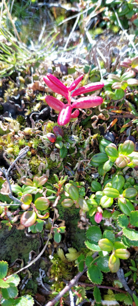 2023-08-06-1236_Gode_1-Vegetation