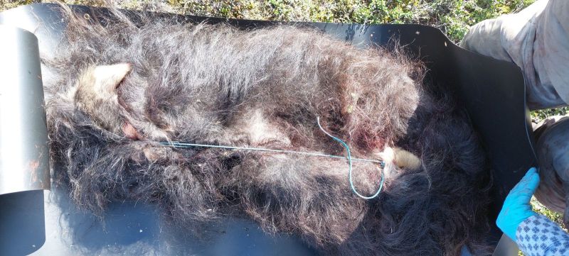 2023-08-06-1630_Dyr_Moskus-Gode_1