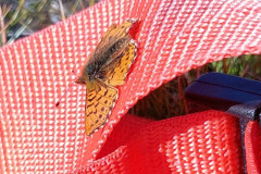 Vi en del af disse sommerfugle