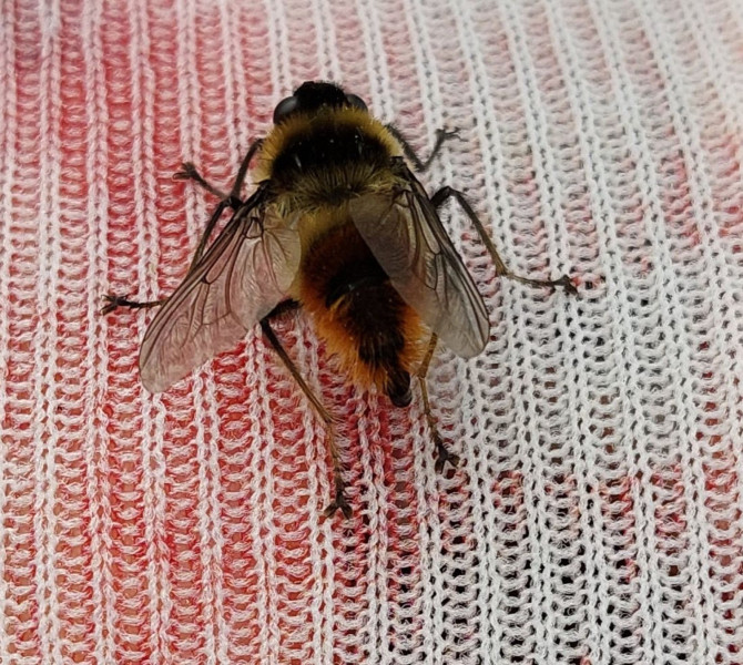 2023-08-01-1222_Dyr_Rensdyrbremse