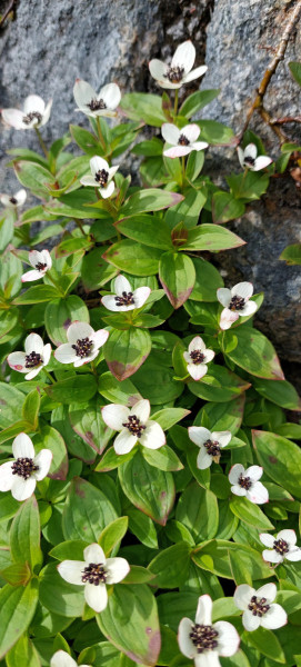 2023-08-01-1310_Vegetation