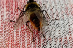 2023-08-01-1222_Dyr_Rensdyrbremse